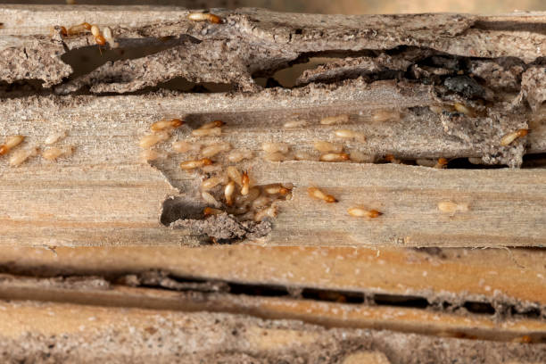 Best Flea Control Services  in St Augustine, FL